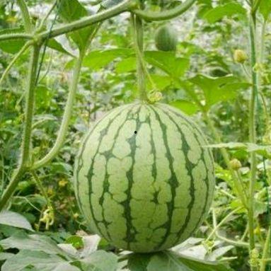 湖州吃瓜事件网红视频,网红视频引发的全民热议