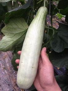 网红吃的网红小瓜,网红美食界的明星瓜果