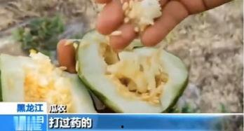 平邑网红吃瓜事件视频,一场网络热议的瓜田奇遇